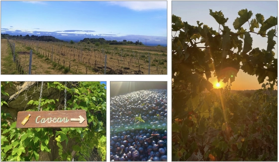 Domaine Villa Noria